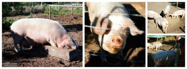 Growing The Future - The Pigs