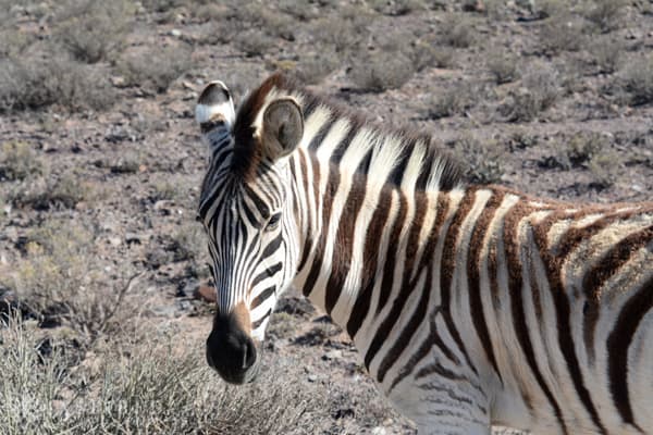 Sanbona Wildlife Reserve