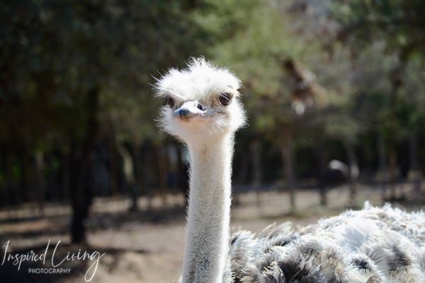 Safari Ostrich Farm