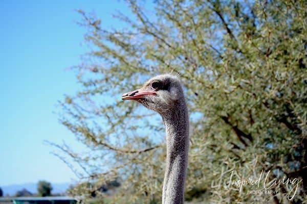 Safari Ostrich Farm