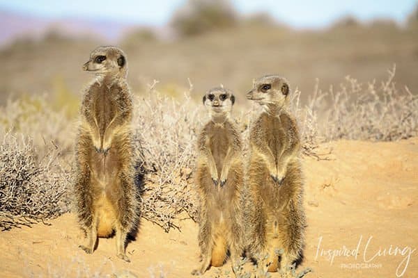 Five Shy Meerkats