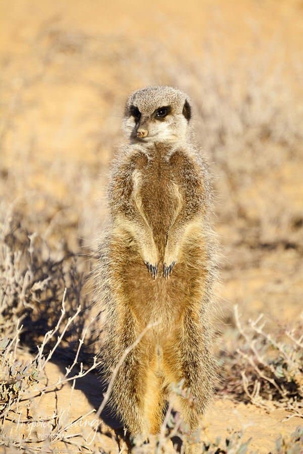 What is a Meerkat