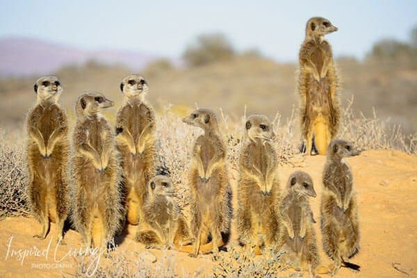 Five Shy Meerkats