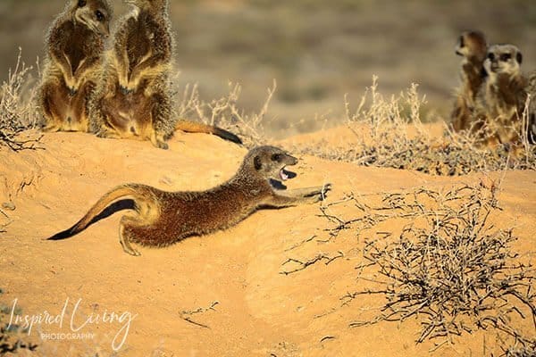 Five Shy Meerkats