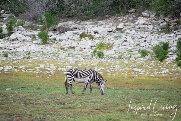 Zebra at De Hoop