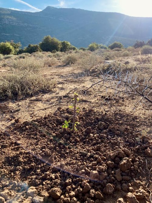 Spekboom Planting